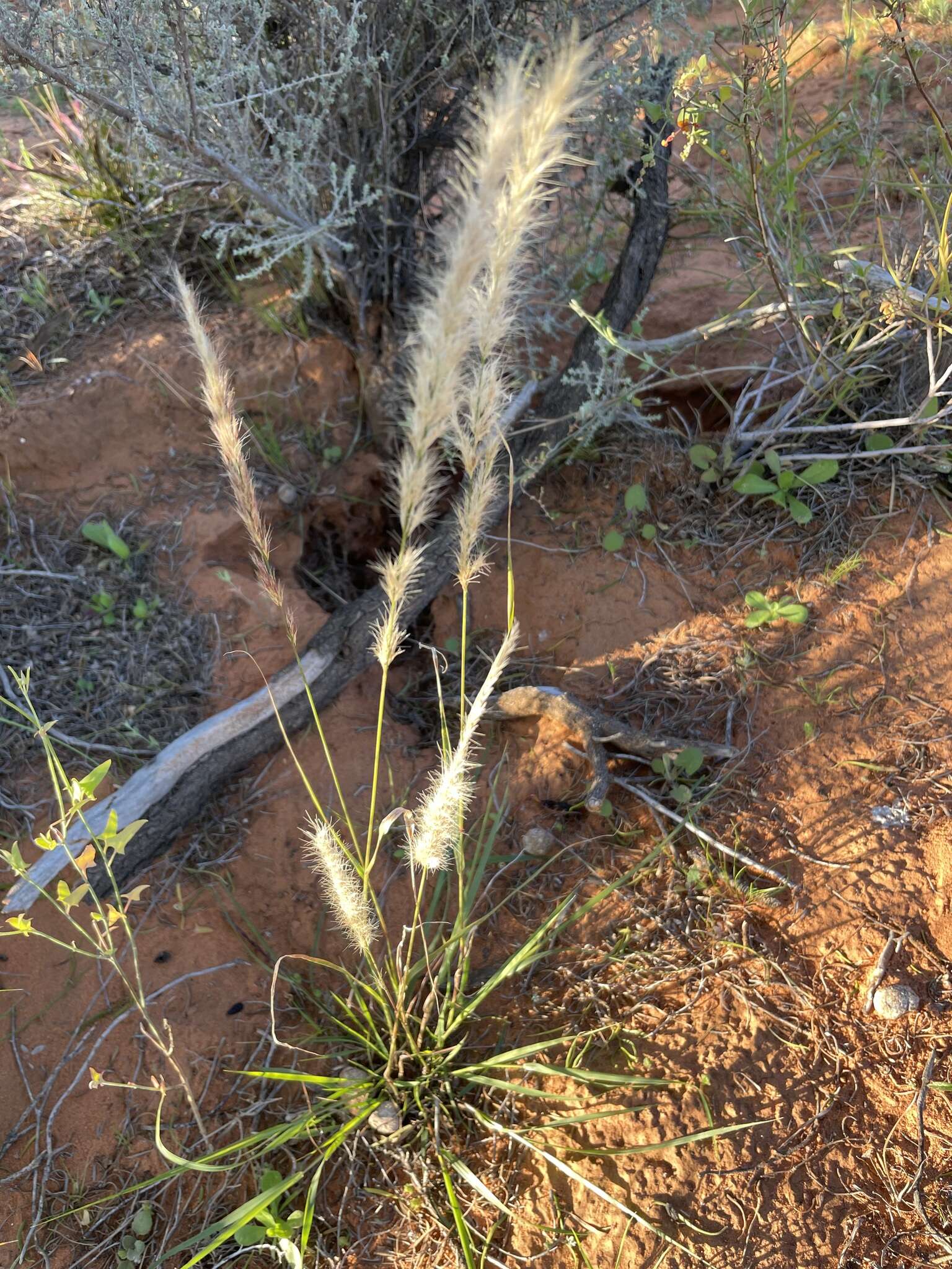 Image of purple needlegrass