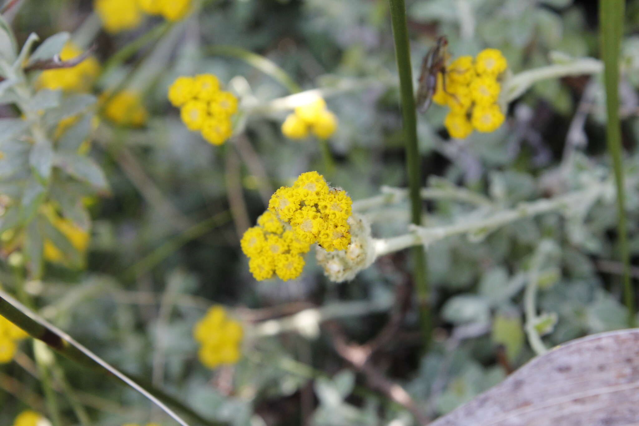 Image of Helichrysum capense O. M. Hilliard