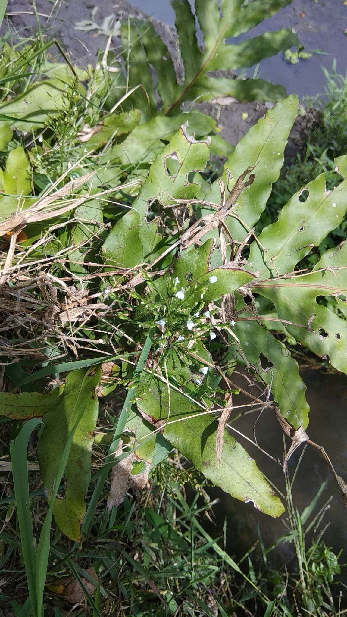 Image of Marsh Water-Willow