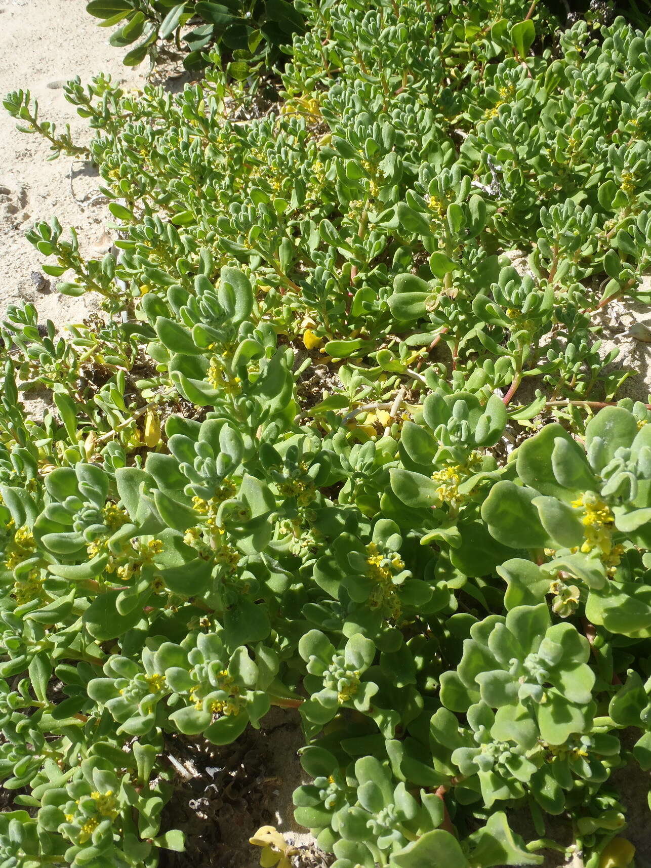 Image of Tetragonia decumbens Mill.