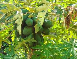 Image of papaya