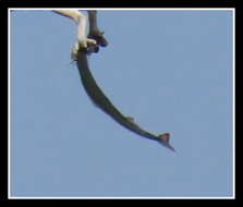 Image of California needlefish