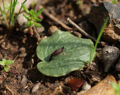 Image of Small Gnat-orchid