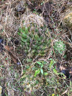 Image of pineapple cactus