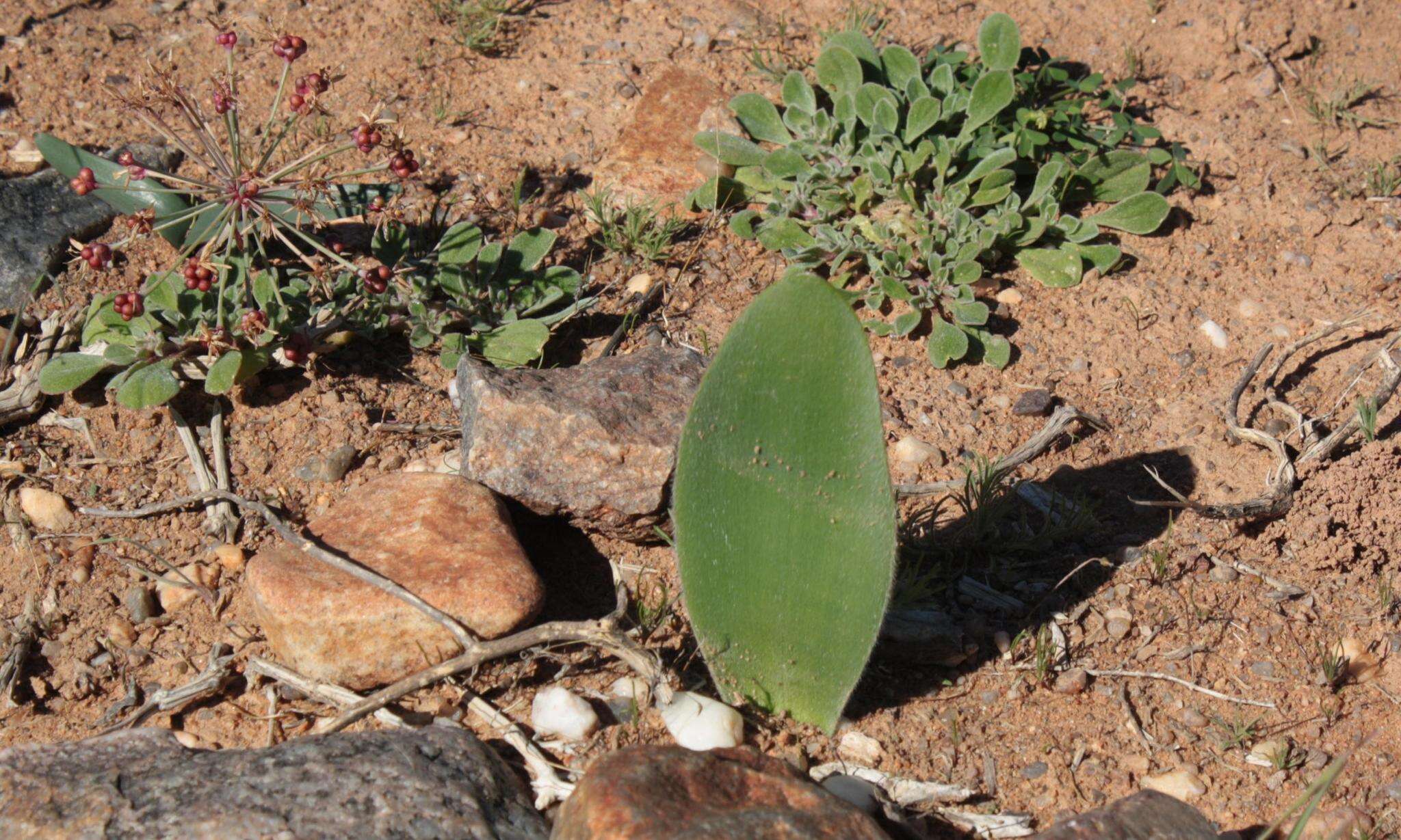 Imagem de Haemanthus unifoliatus Snijman