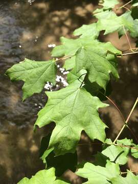 صورة Acer leucoderme Small