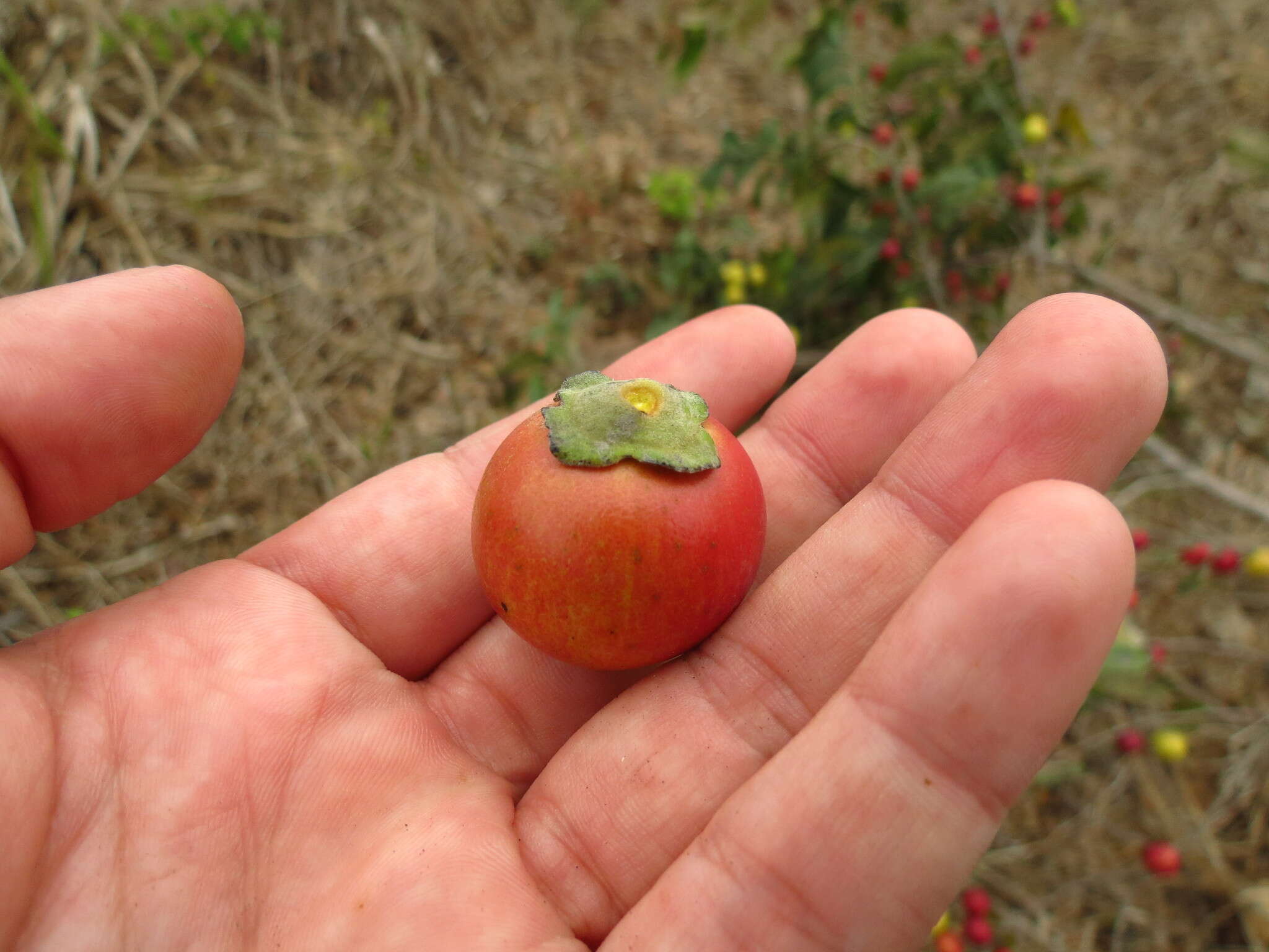 Image of Diospyros inconstans Jacq.