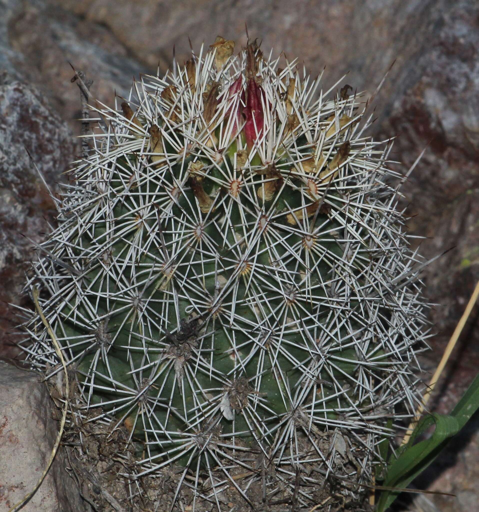 Image of Coryphantha potosiana (Jacobi) Glass & R. A. Foster