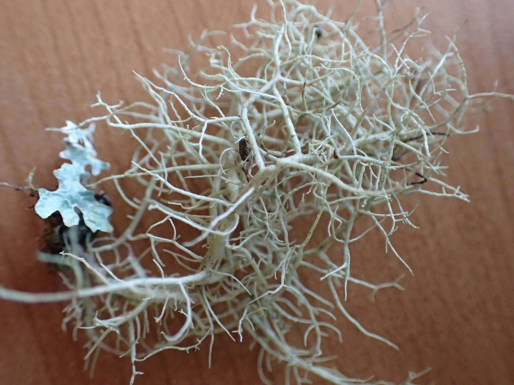 Image of Inflated Beard Lichen