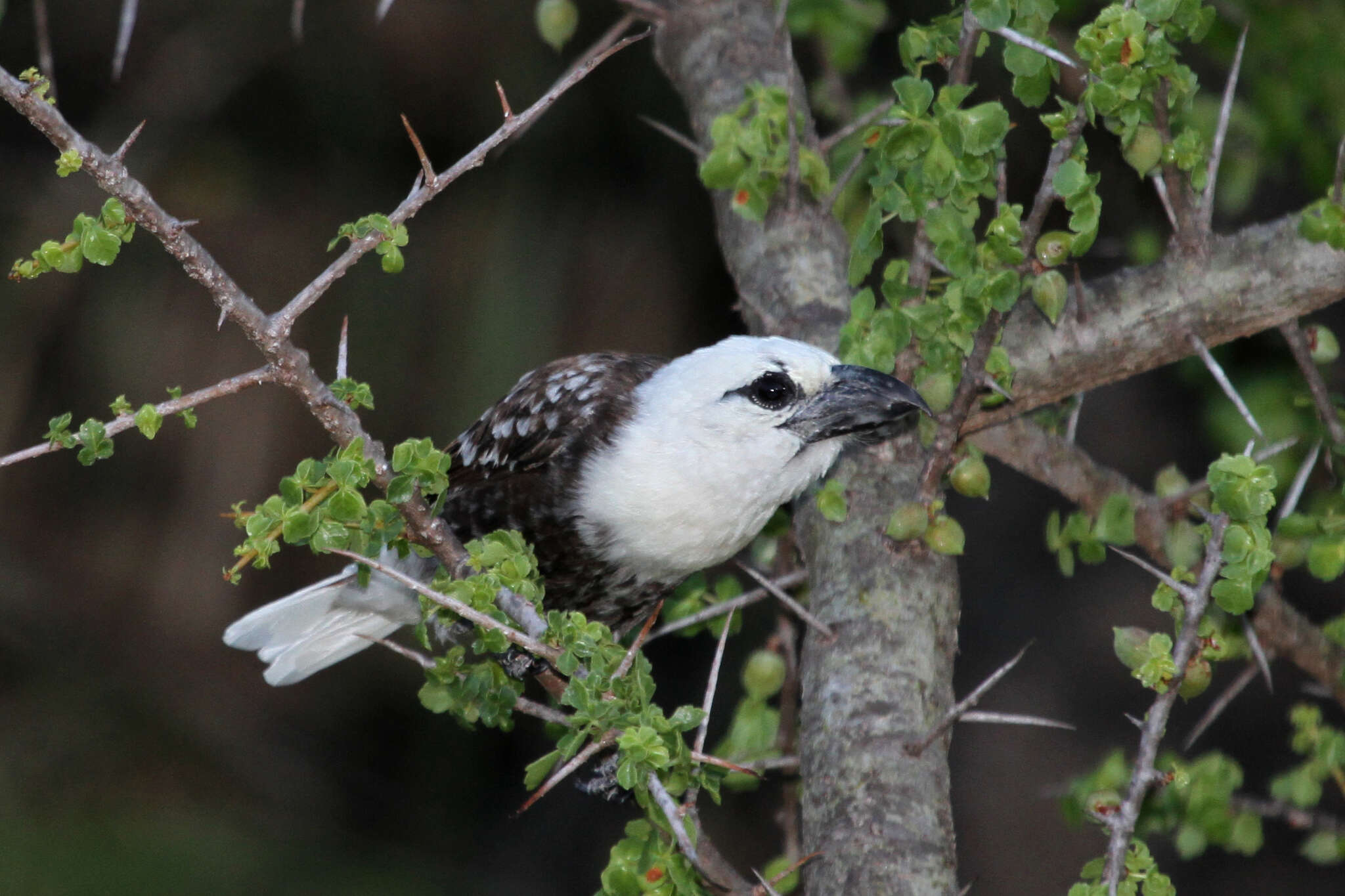 Image of White-headed Barbet