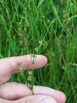 Image de Juncus brevicaudatus (Engelm.) Fern.