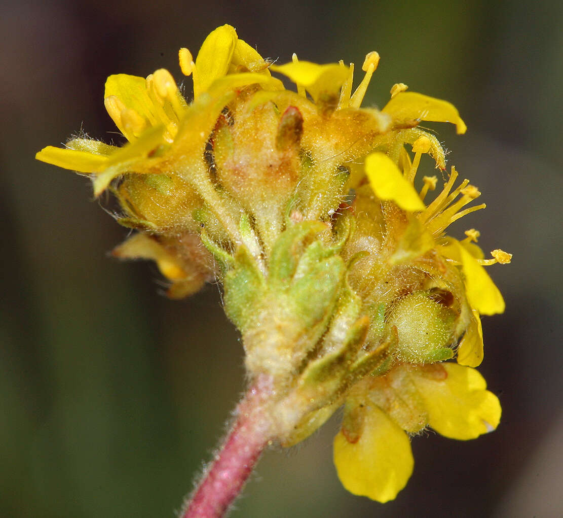 Image of clubmoss mousetail