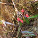 Image of Maxillaria ruberrima (Lindl.) Garay