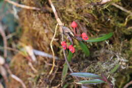 Imagem de Maxillaria ruberrima (Lindl.) Garay