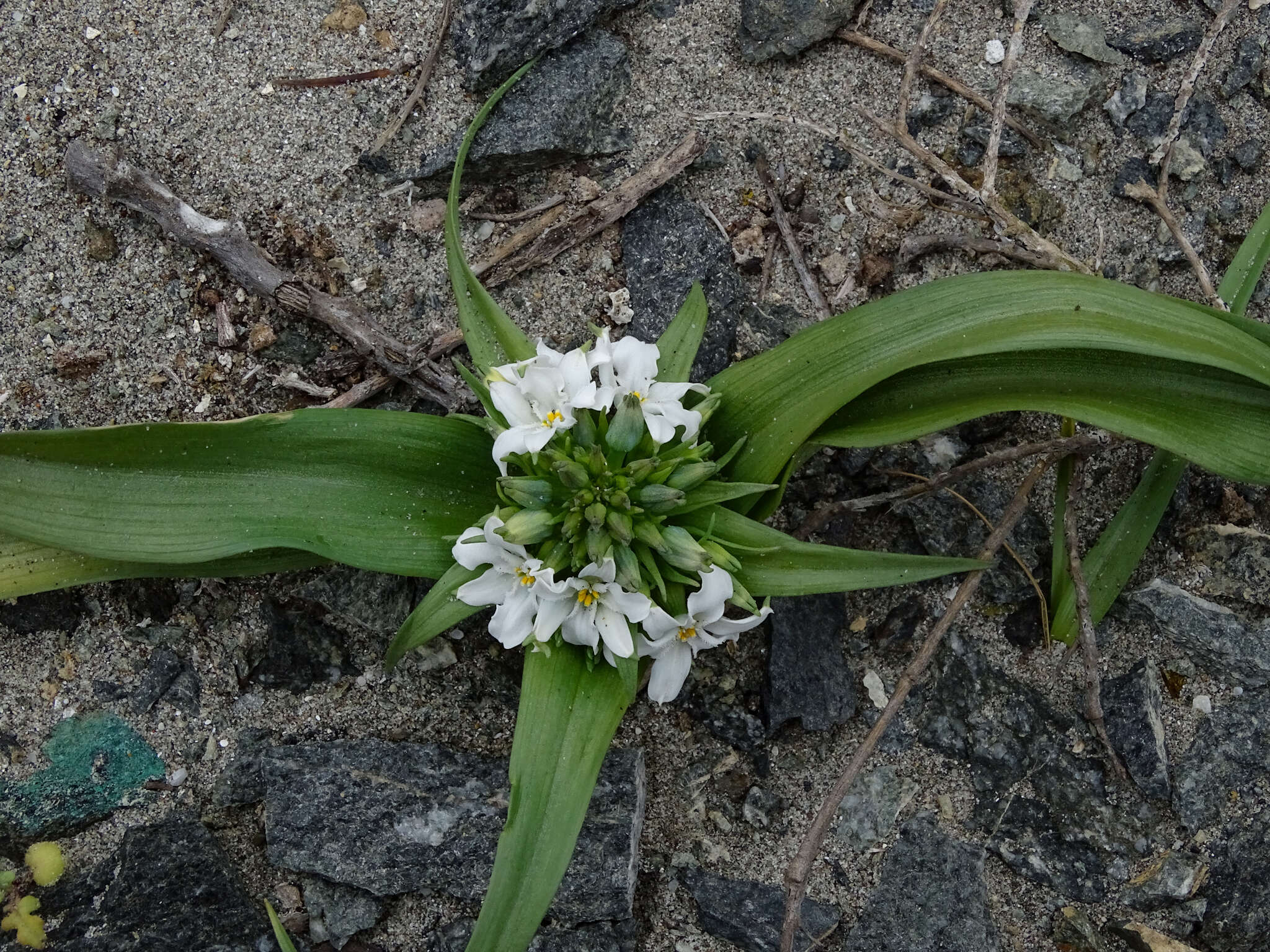 Image of Zephyra compacta C. Ehrh.