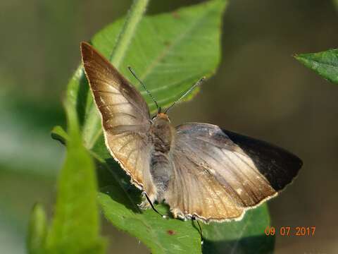 Image of Deudorix diocles Hewitson (1869)