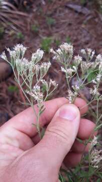 Eupatorium mohrii E. Greene的圖片