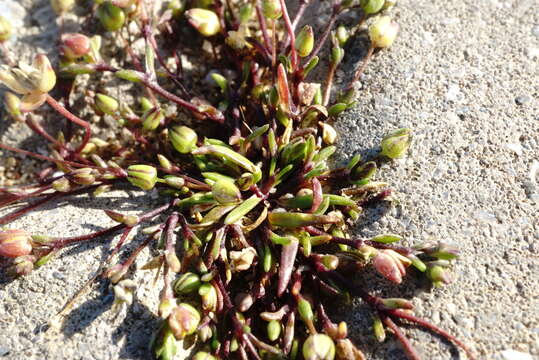 Image of sea pearlwort