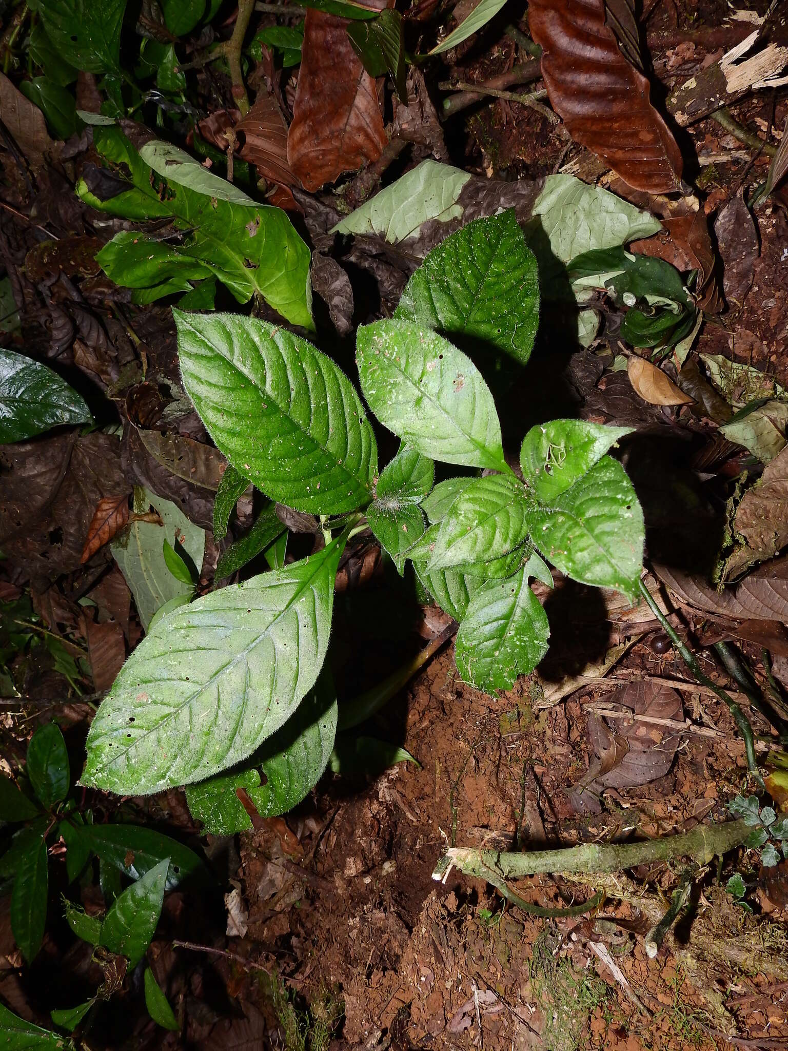 Image of Notopleura saulensis (Steyerm.) C. M. Taylor