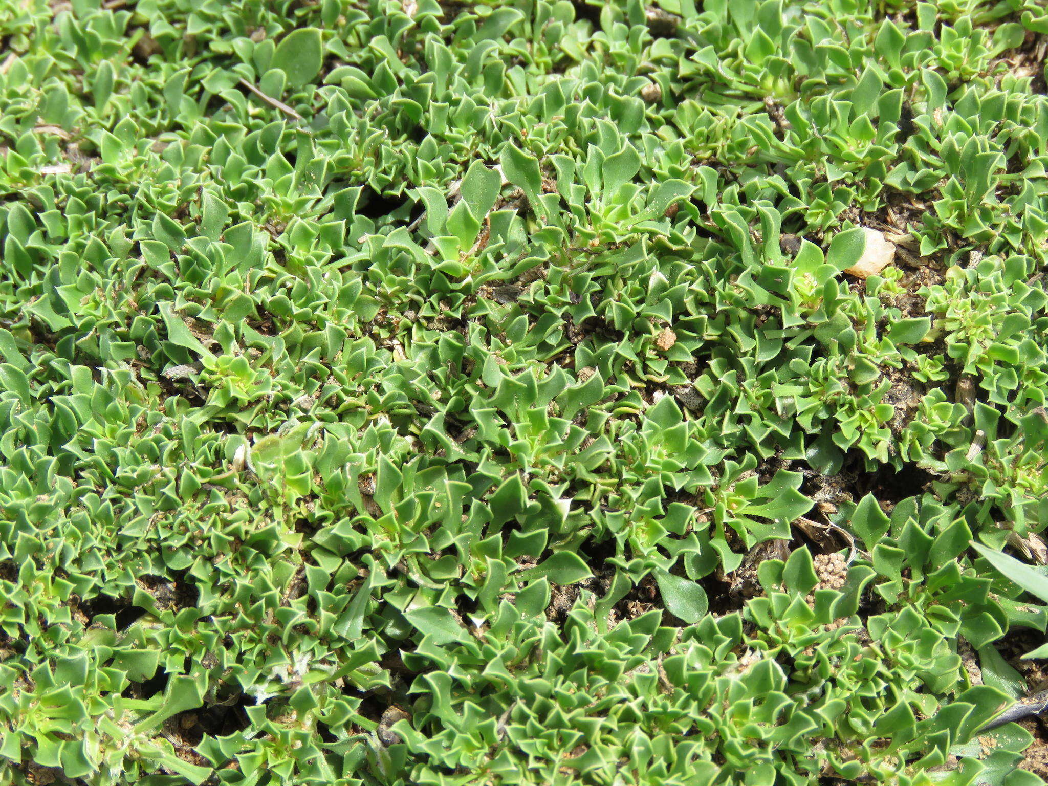Image of Aptosimum procumbens (Lehm.) Burch. ex Steud.