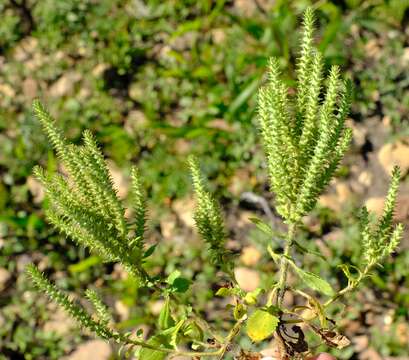 صورة Chenopodiopsis hirta (L. fil.) O. M. Hilliard