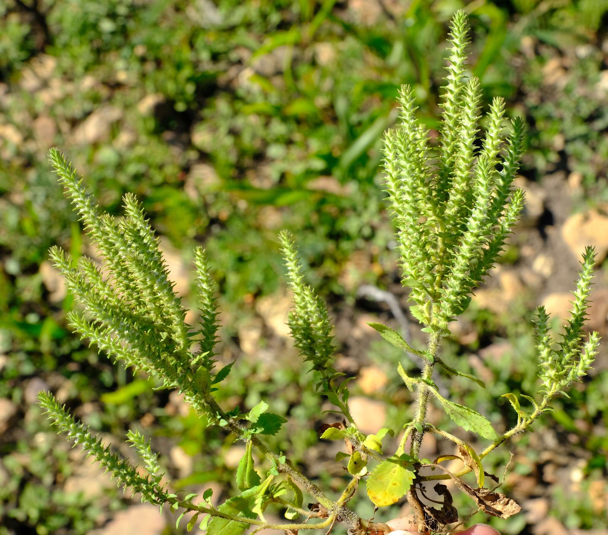 Image of Chenopodiopsis hirta (L. fil.) O. M. Hilliard