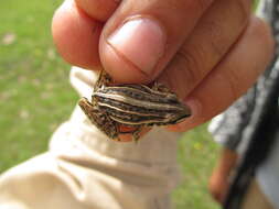 Слика од Leptodactylus gracilis (Duméril & Bibron 1840)