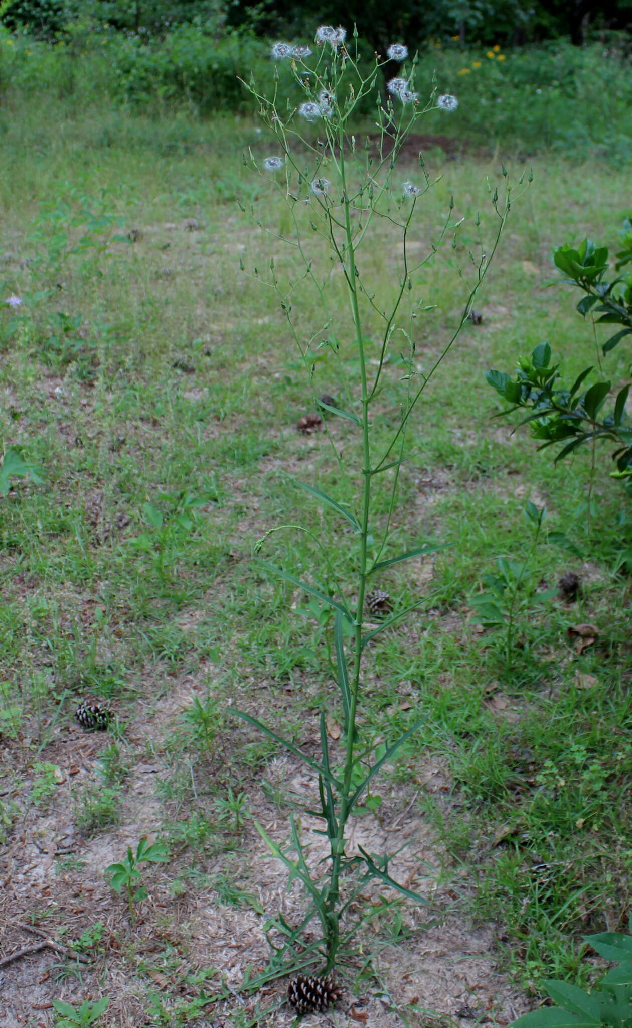 Lactuca graminifolia Michx. resmi