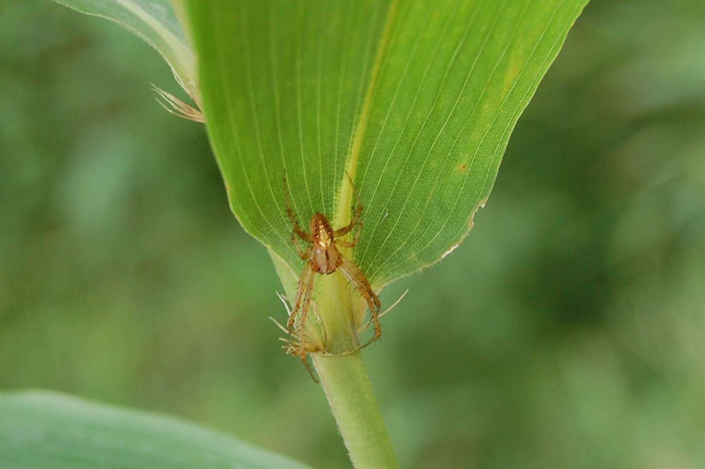 Image of Arabesque Orbweaver