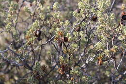 Sivun Diospyros pubescens var. microphylla (Burch.) kuva