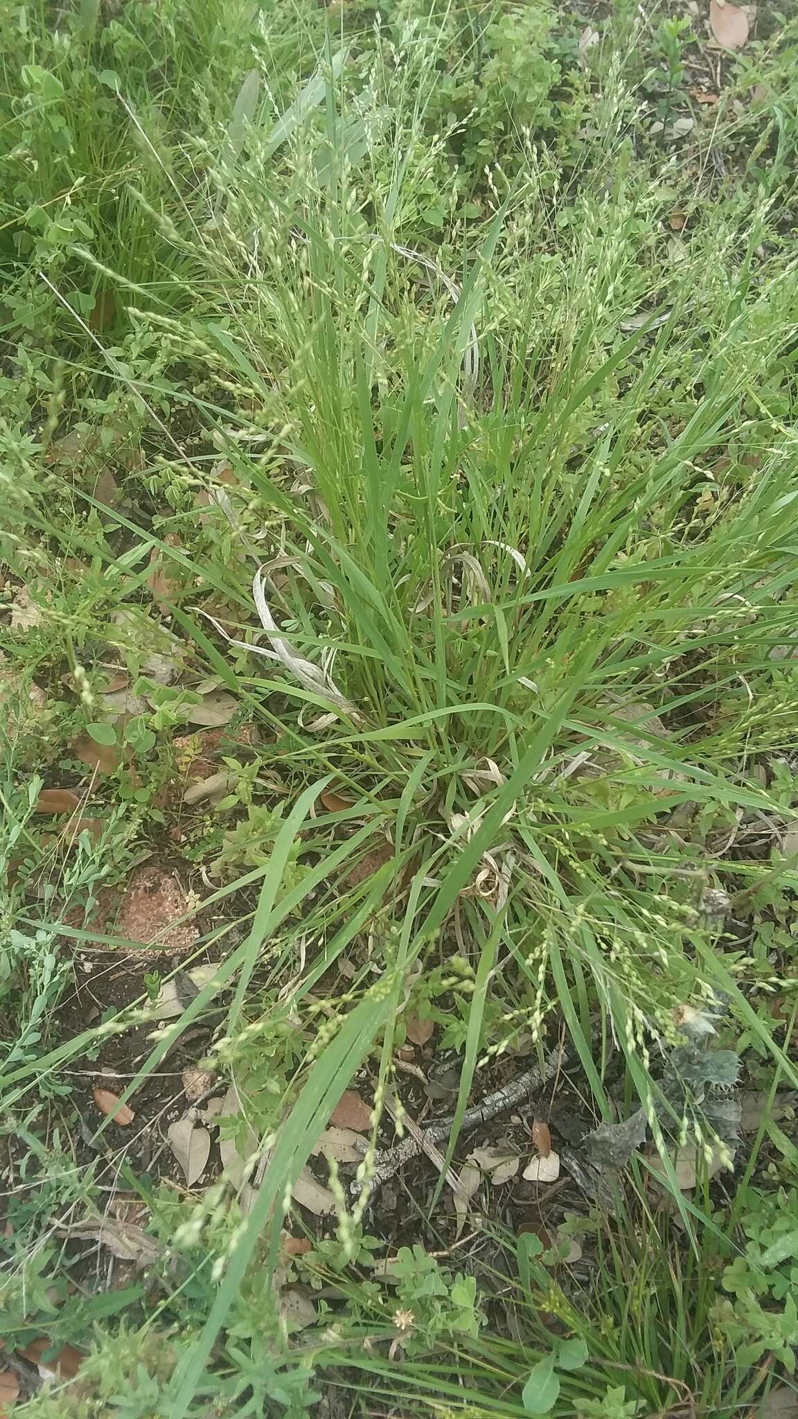 Image of Hall's panicgrass