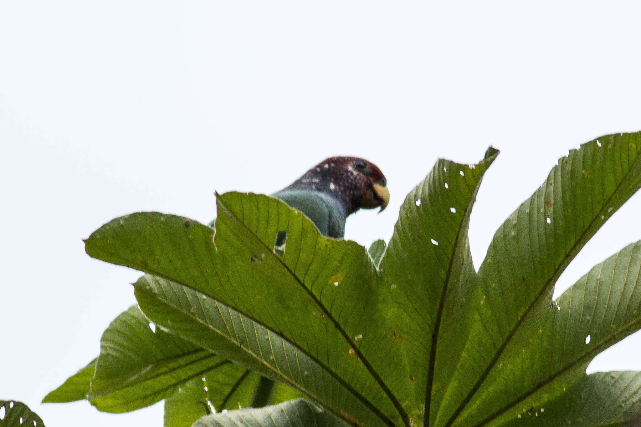 Image of Speckle-faced Parrot