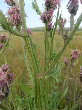 Image de Saussurea alata DC.