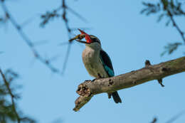 Image of Senegal Kingfisher