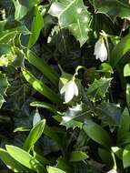 Image de Galanthus woronowii Losinsk.