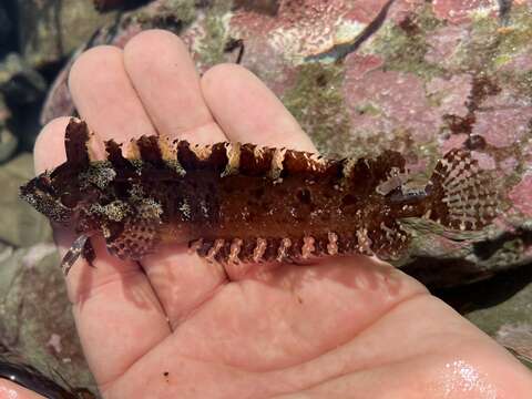 Image of Crevice Kelpfish