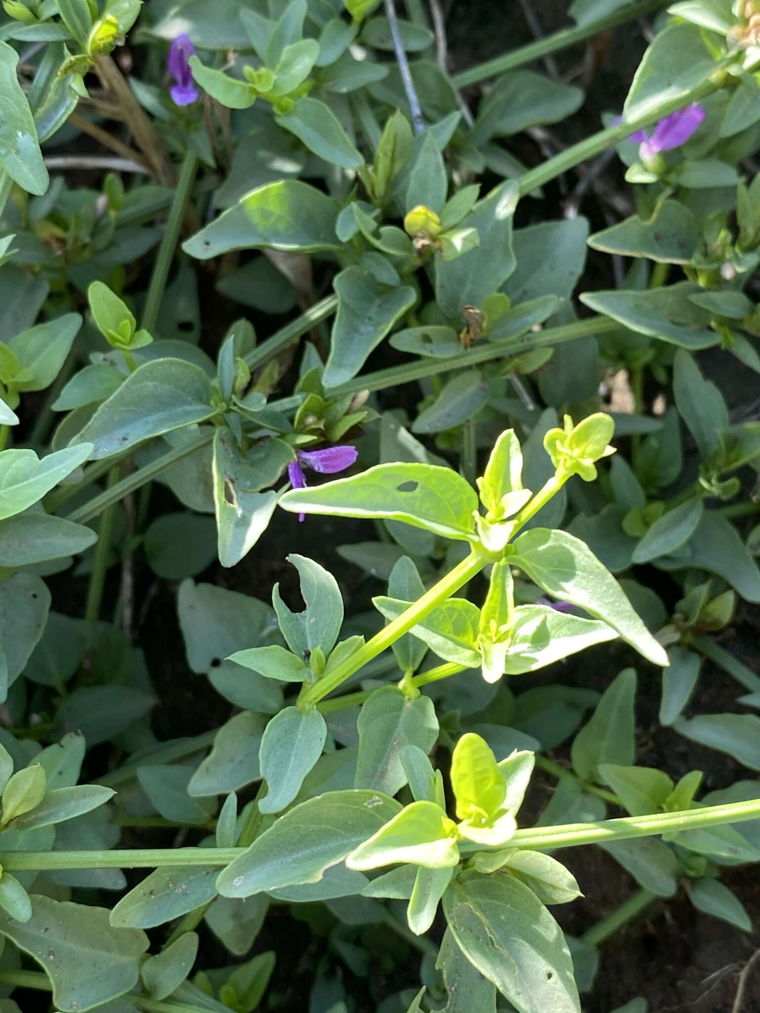 Image of Dicliptera minor subsp. minor