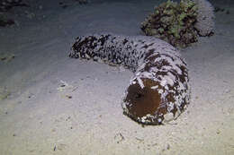 Image of Brown Sandfish