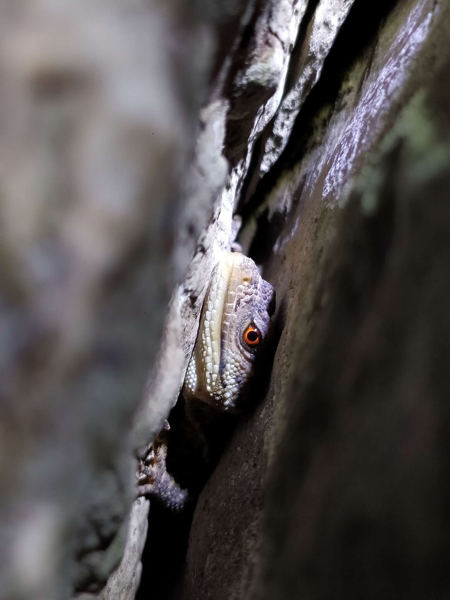 Image of knob-scaled lizards