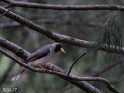 صورة Manorina melanocephala melanocephala (Latham 1801)