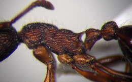 Image of Myrmica bergi Ruzsky 1902