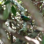 Image of Green-tailed Jacamar