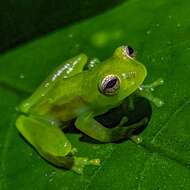 Image of Dwarf Glassfrog