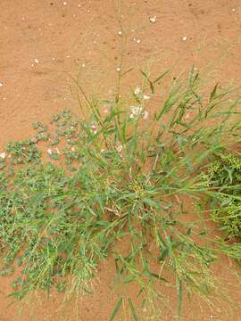 Image of Mexican panicgrass