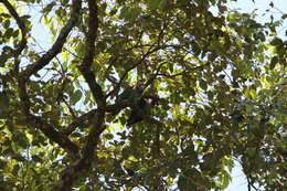 Image of Brown-necked Parrot