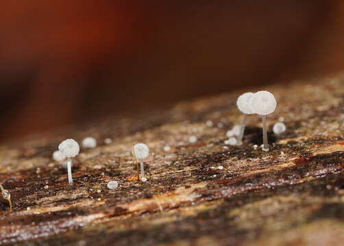 Image of Mycena piringa Grgur. 1997