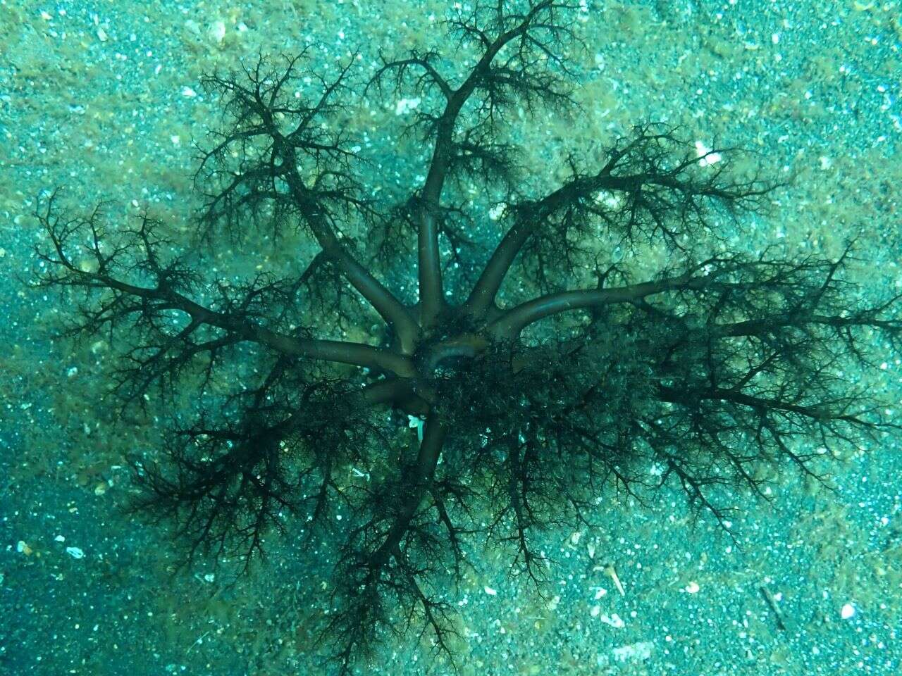 Image of Large Burrowing Sea Cucumber