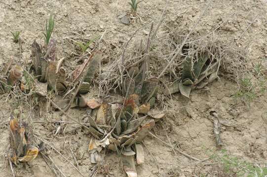 Image of Gasteria excelsa Baker