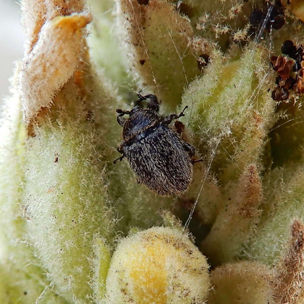 Image of Weevil