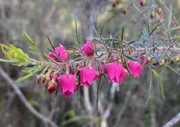 Image of Tall Boronia